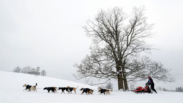 Czech 'musher' wins 300-km dogsled race through snowy mountains Czech 'musher' wins 300-km dogsled race through snowy mountains