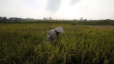 تجار: مناقصة أرز مصرية تجذب عروضا من الصين وفيتنام والهند