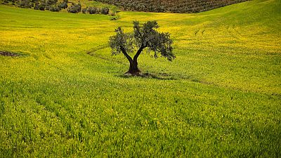 EU to challenge U.S. duties on Spanish olives EU to challenge U.S. duties on Spanish olives