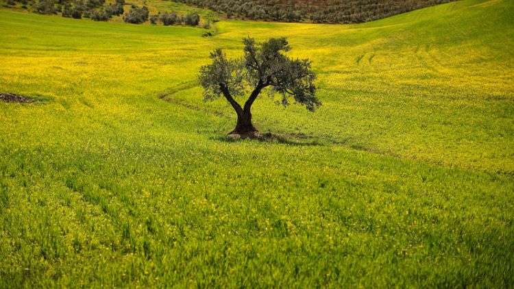 EU to challenge U.S. duties on Spanish olives
