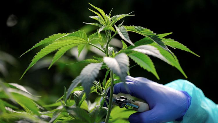 Thailand to revoke foreign patent requests on marijuana