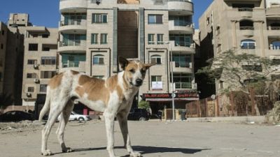 Un chien errant dans une rue du Caire, le 12 décembre 2018 Un chien errant dans une rue du Caire, le 12 décembre 2018