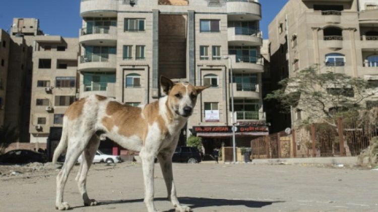 Un chien errant dans une rue du Caire, le 12 décembre 2018