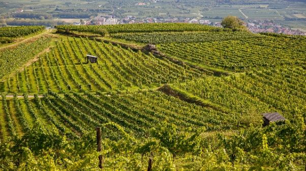 Finti vini Dop e Igp, 50 perquisizioni Finti vini Dop e Igp, 50 perquisizioni