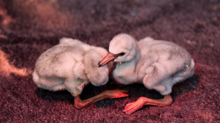 Drought threatens thousands of flamingo chicks in South Africa
