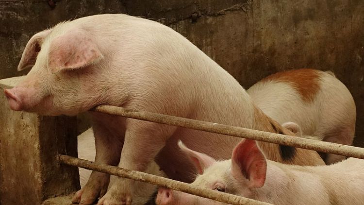 Swine fever outbreak may bury China's small pig farmers