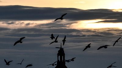 Pedofilia: in Texas accusati 286 preti Pedofilia: in Texas accusati 286 preti