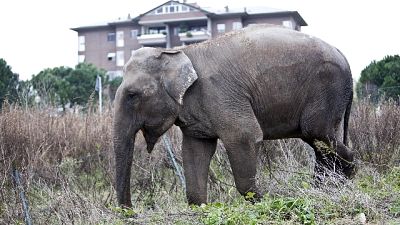 Elefante in strada nel Napoletano Elefante in strada nel Napoletano