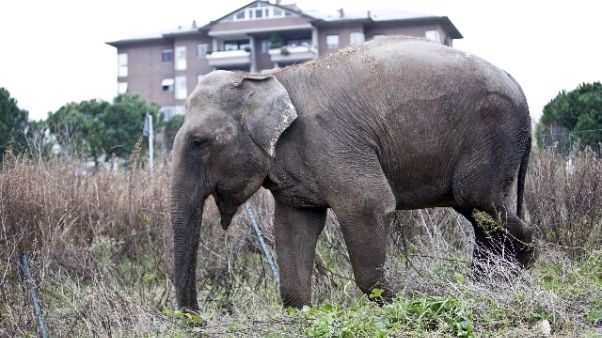 Elefante in strada nel Napoletano Elefante in strada nel Napoletano