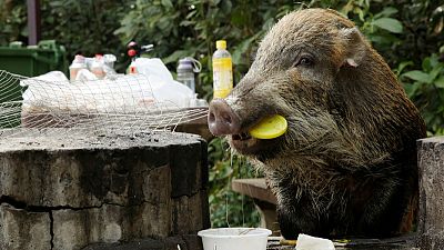 Hong Kong's wild boar dilemma in the Chinese New Year of the Pig