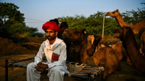 Au Rajasthan, les dromadaires du désert se reconvertissent Au Rajasthan, les dromadaires du désert se reconvertissent