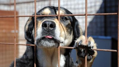 Maltratta cane, clochard denunciato Maltratta cane, clochard denunciato