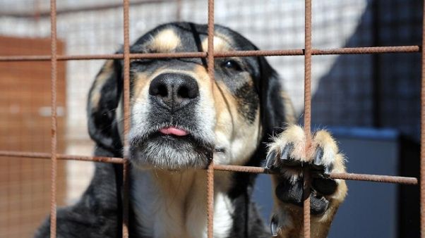 Maltratta cane, clochard denunciato Maltratta cane, clochard denunciato