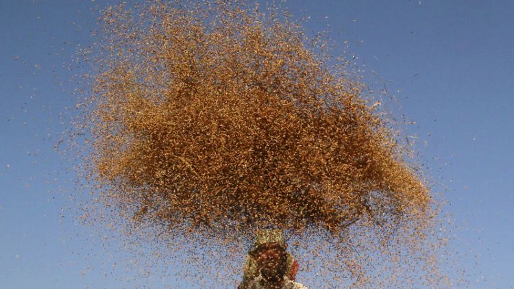 World food prices rise in January - U.N. FAO