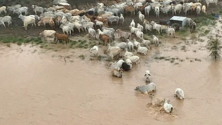 Outback floods likely killed hundreds of thousands of cattle in Australia - PM