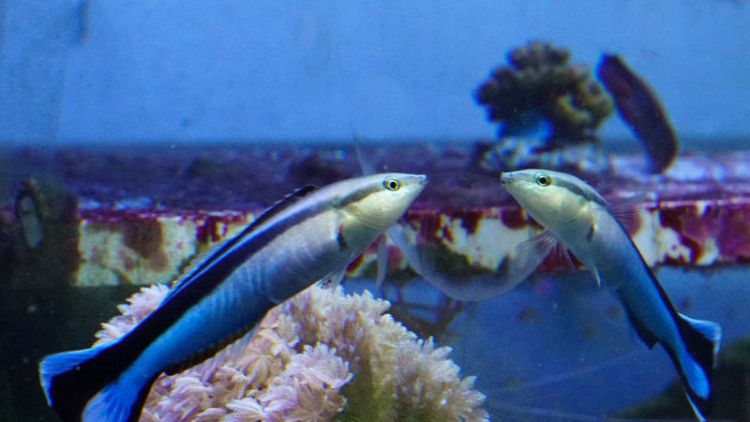 اختبار مرآة يكشف امتلاك الأسماك قدرات ذهنية مدهشة