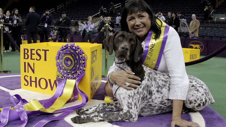 Westminster 'Best in Show' title vaults winners to doggie stardom