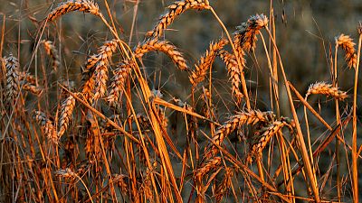 هيئة السلع التموينية المصرية تشتري 300 ألف طن من القمح للشحن في أواخر مارس