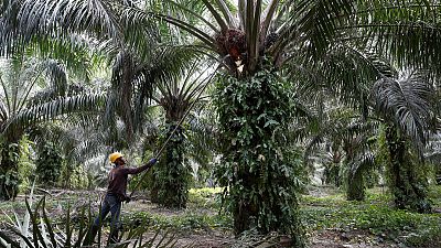 Can 'Big Brother' technology clean up palm oil's image? Can 'Big Brother' technology clean up palm oil's image?