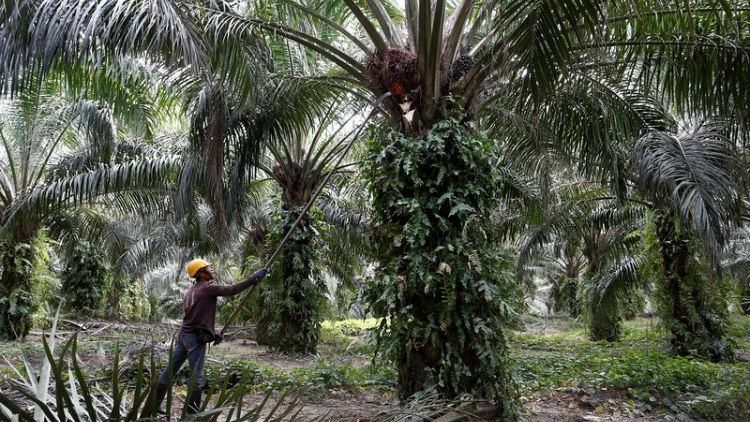 Can 'Big Brother' technology clean up palm oil's image?