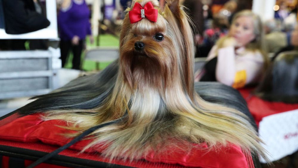 schipperke westminster