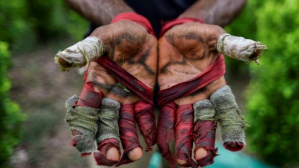 Les champs de coca de Colombie où triment des migrants du Venezuela Les champs de coca de Colombie où triment des migrants du Venezuela