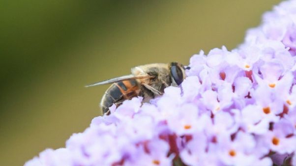 Abeille butineuse le 8 juillet 2018 dans le Nord de la France Abeille butineuse le 8 juillet 2018 dans le Nord de la France