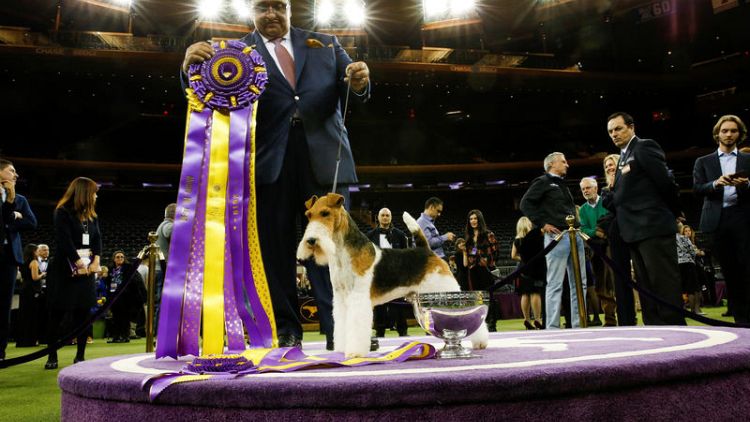 King the wire fox terrier wins crown at  Westminster dog show in New York