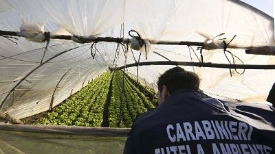 Arsenico in pozzi,900 volte oltre limiti Arsenico in pozzi,900 volte oltre limiti