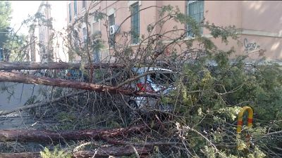 Forte vento a Taranto, alberi su auto Forte vento a Taranto, alberi su auto