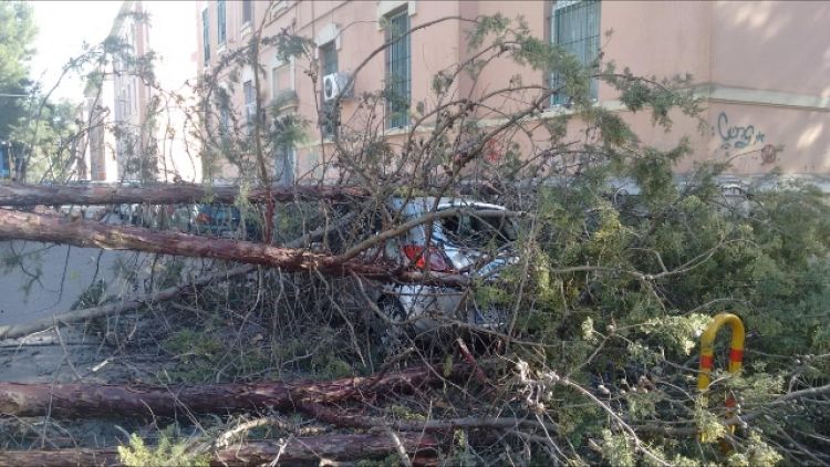 Forte vento a Taranto, alberi su auto