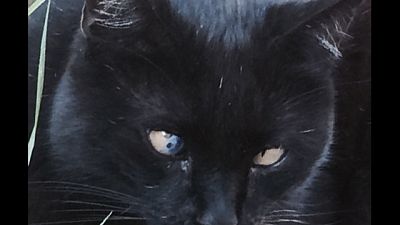 'Paese streghe', statua a gatti uccisi 'Paese streghe', statua a gatti uccisi
