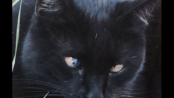 'Paese streghe', statua a gatti uccisi 'Paese streghe', statua a gatti uccisi
