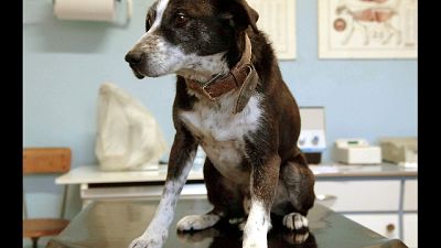 Ore lavoro gratis per curare animali Ore lavoro gratis per curare animali