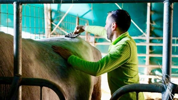 Allevatore avvia azienda su Monti Laga Allevatore avvia azienda su Monti Laga