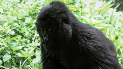 RDC: le parc national des Virunga rouvert aux touristes