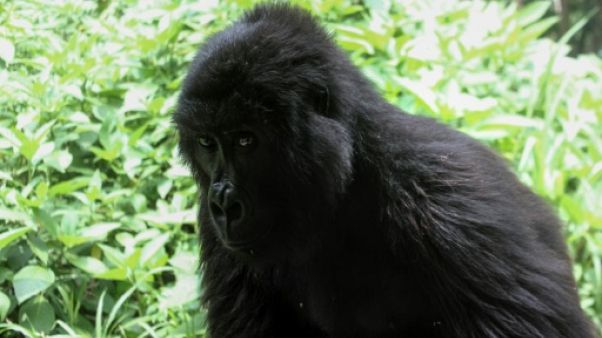 RDC: le parc national des Virunga rouvert aux touristes RDC: le parc national des Virunga rouvert aux touristes