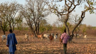Parc de la Comoé en Côte d'Ivoire: l'écologie pour réconcilier paysans et éleveurs