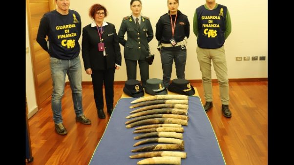 Sequestrate 13 zanne elefante a Genova Sequestrate 13 zanne elefante a Genova