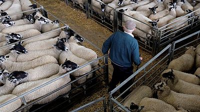 British farmers face Brexit date shipment conundrum