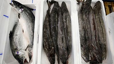 EU raids salmon farmers in suspected cartel inquiry