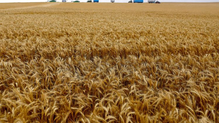 مصر تشتري 360 ألف طن من القمح في مناقصة دولية