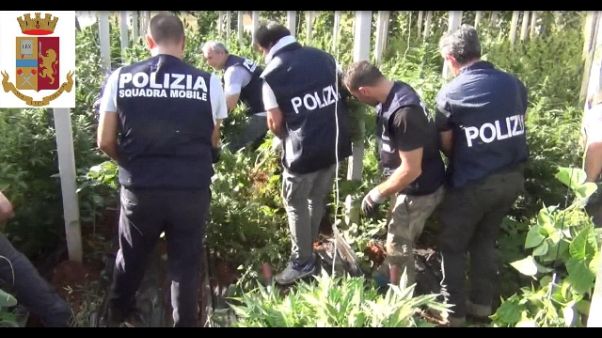 Pomodorini rubati, scoperti grazie a Dna Pomodorini rubati, scoperti grazie a Dna