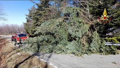 Vento abbatte decine alberi sull'Amiata Vento abbatte decine alberi sull'Amiata