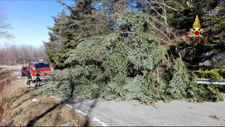 Vento abbatte decine alberi sull'Amiata