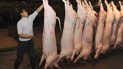 الصين تكتشف بؤرة جديدة لحمى الخنازير الأفريقية في إقليم خبي