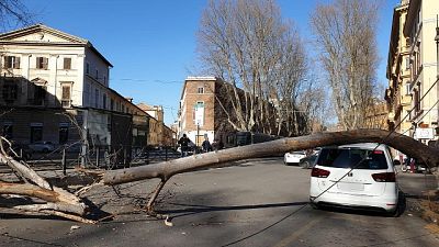 Cade albero su auto in centro, 2 feriti