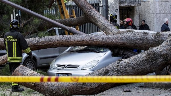 Feriti da crollo albero, Pm Roma indaga Feriti da crollo albero, Pm Roma indaga