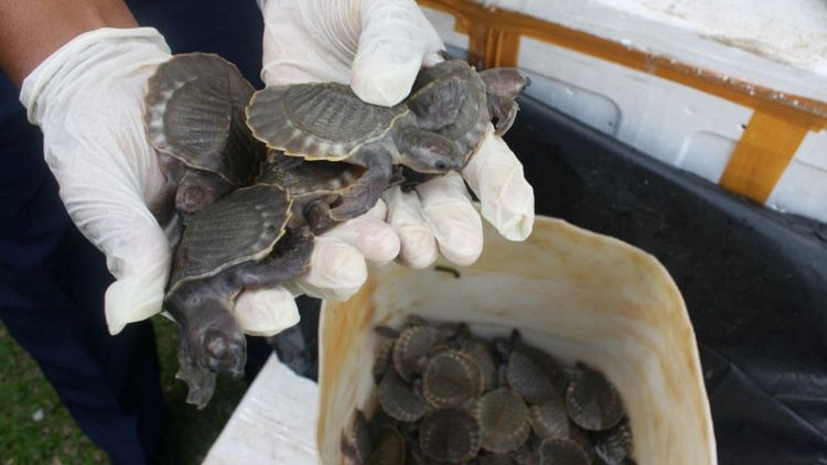 Malaysia seizes 3,300 rare turtles in suspected trafficking case