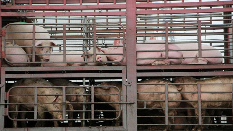 Pigs fly - China pork producers surge as swine disease cuts supply